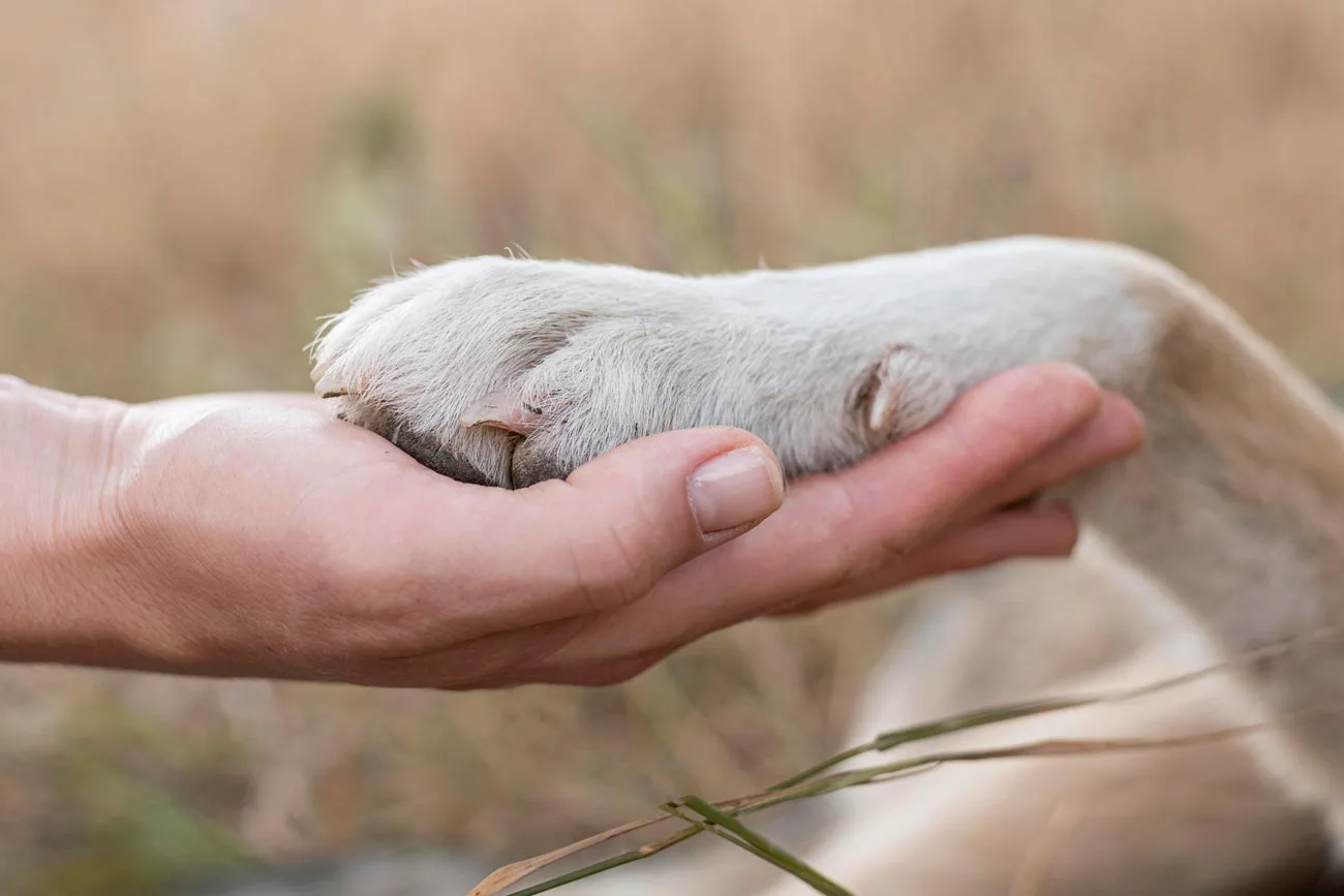 Entierros para mascotas - esquela.org